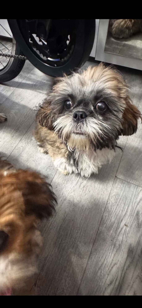 Szczeniaki shihtzu Siedlce - zdjęcie 3