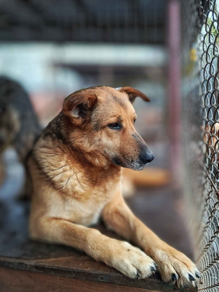 Linda - delikatna dusza szuka swojego człowieka! Olsztyn - zdjęcie 2