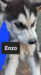 Pieski syberiany husky Reda - zdjęcie 4