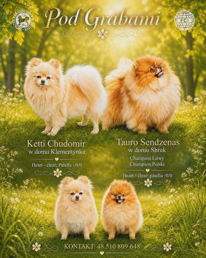 Pomeranian FCI ## rezerwacja Kolbudy - zdjęcie 1