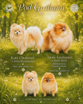 Pomeranian FCI ## rezerwacja