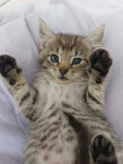 Fela - 8 tygodniowa koteczka szuka domu! Olsztyn - zdjęcie 2