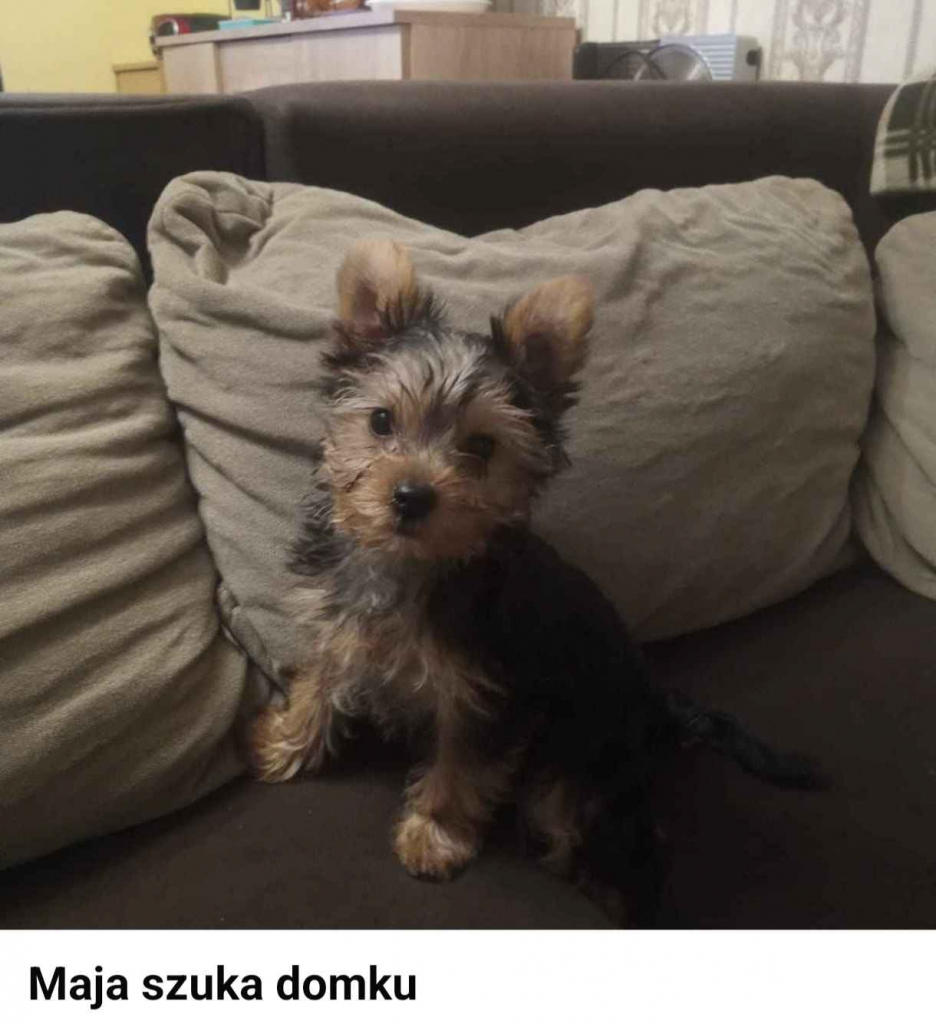 Maja szuka domku Starogard Gdański - zdjęcie 1