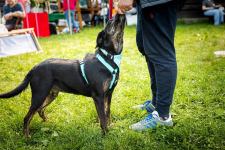 Pokochaj Colę - aktywną i wierną towarzyszkę Twoich przygód! ⛰️🗺️
