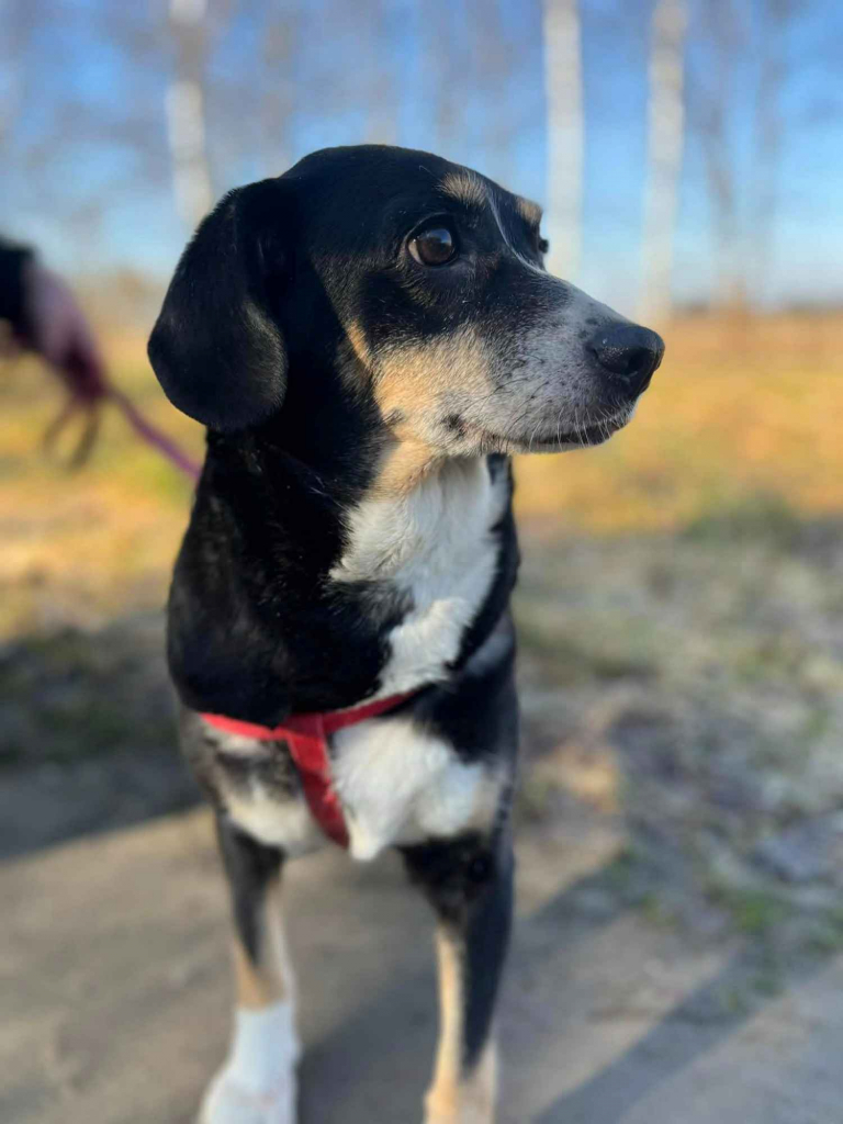 Ika - drobniutka, domowa, wychowana sunia! Olsztyn - zdjęcie 2