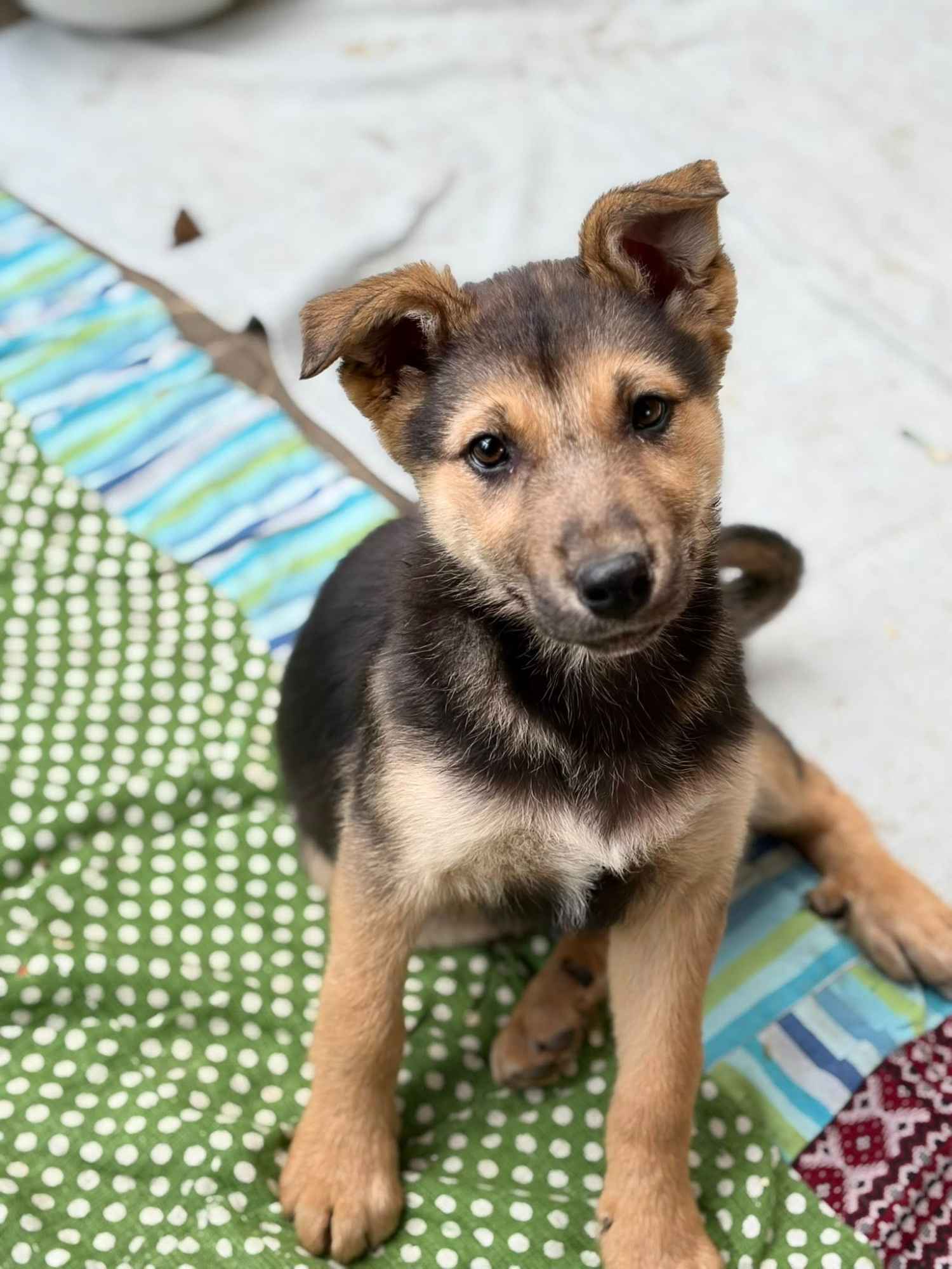 Lola - 4 miesięczny SZCZENIAK szuka domu! Olsztyn - zdjęcie 1