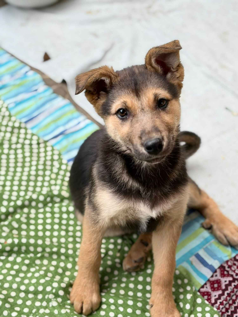 Lola - 4 miesięczny SZCZENIAK szuka domu! Olsztyn - zdjęcie 1