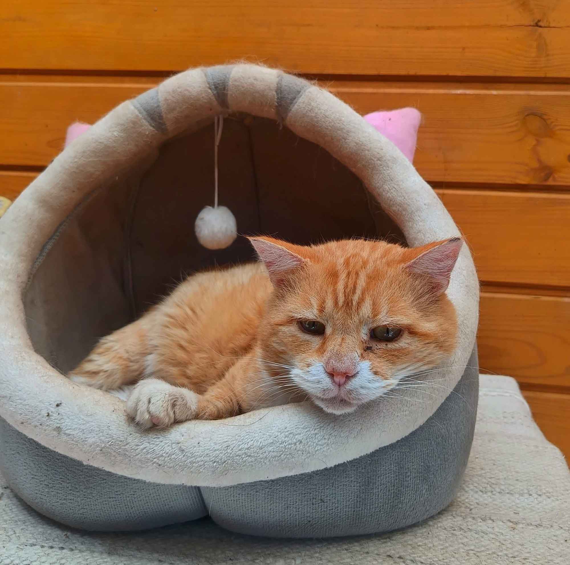 Garfield - mądry, ułożony kotek szuka domu! Olsztyn - zdjęcie 2