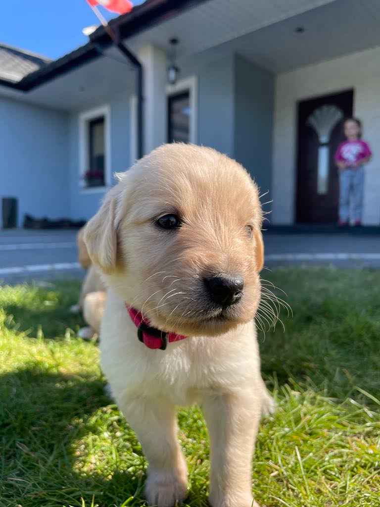 Golden Retriever Strzyżewice - zdjęcie 1