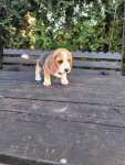 Beagle szczenieta Busko-Zdrój - zdjęcie 3
