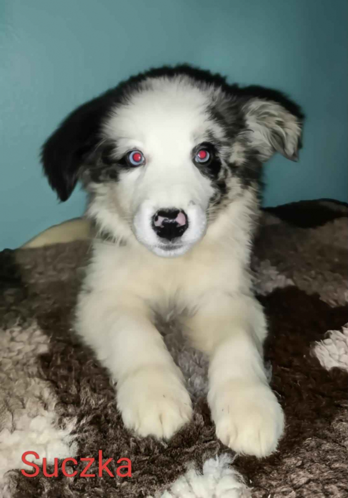 sprzedam suczki rasy Border collie Nowe Miasto nad Pilicą - zdjęcie 4