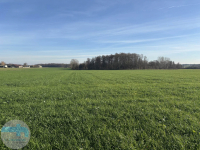 7,4 ha ziemi - idealne pod siedlisko, agroturystykę, stadninę Jaskółowo - zdjęcie 4