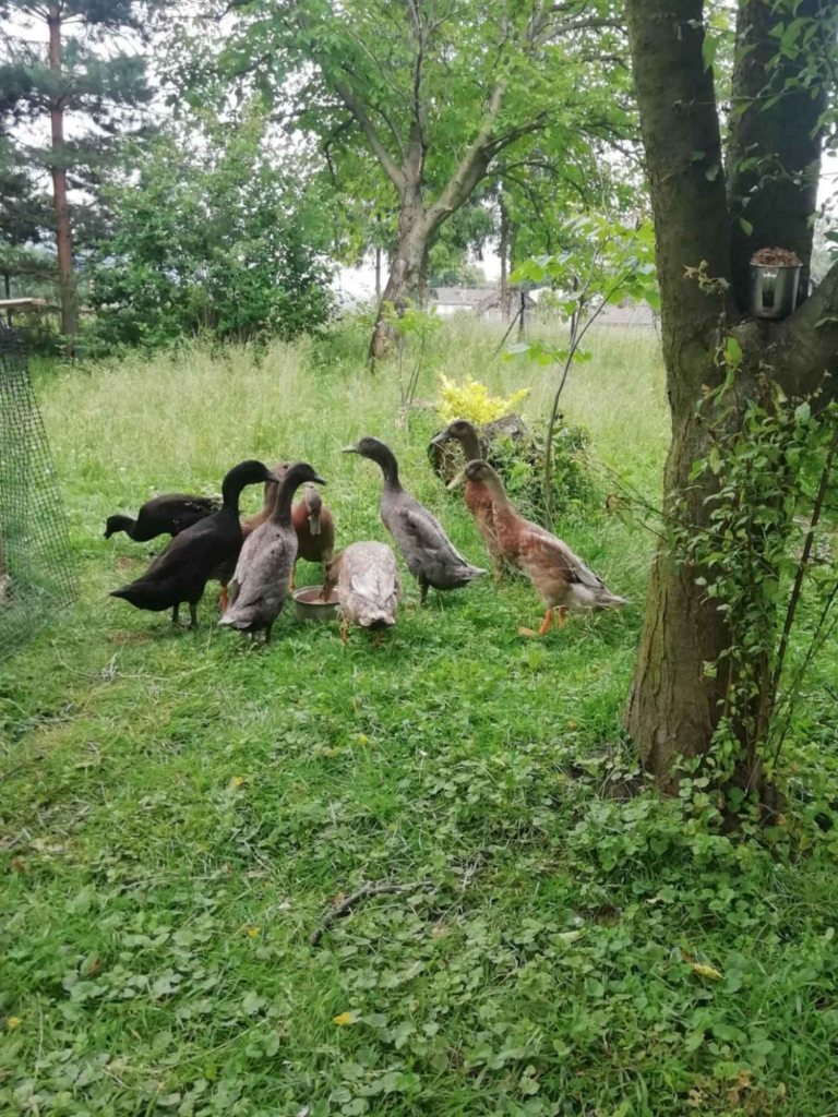 Sprzedam kaczki bieguski Górki Wielkie - zdjęcie 4
