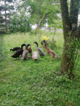Sprzedam kaczki bieguski Górki Wielkie - zdjęcie 4