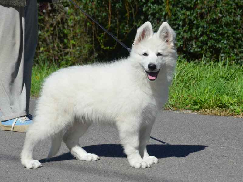 Biały Owczarek Szwajcarski Skała - zdjęcie 7