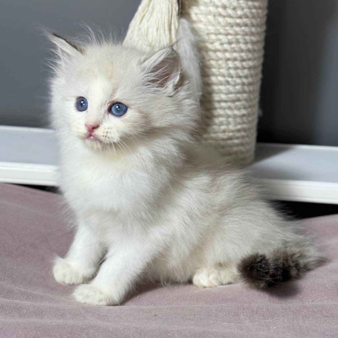 kocięta typu „ragdoll” Praga-Południe - zdjęcie 1
