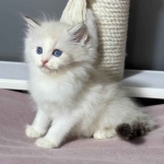 kocięta typu „ragdoll”