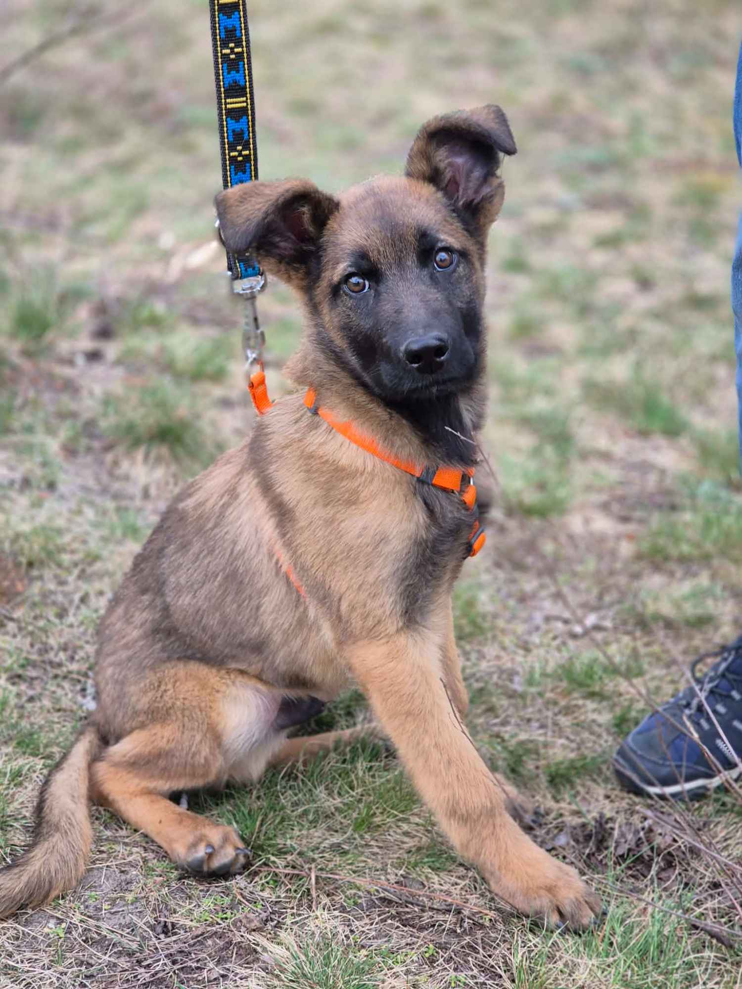 Morusek - delikatny, 4 miesięczny SZCZENIAK szuka domu Olsztyn - zdjęcie 2