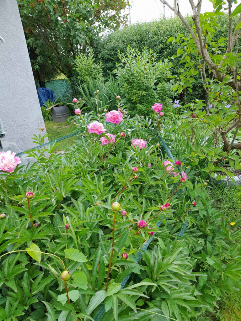 Działka ROD Tarnów - zdjęcie 4