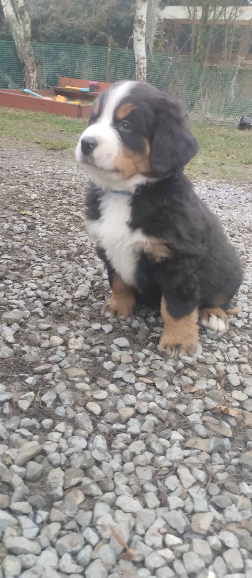 Berneńskie Psy Pasterskie Białobrzegi - zdjęcie 6