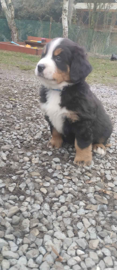 Berneńskie Psy Pasterskie Białobrzegi - zdjęcie 6