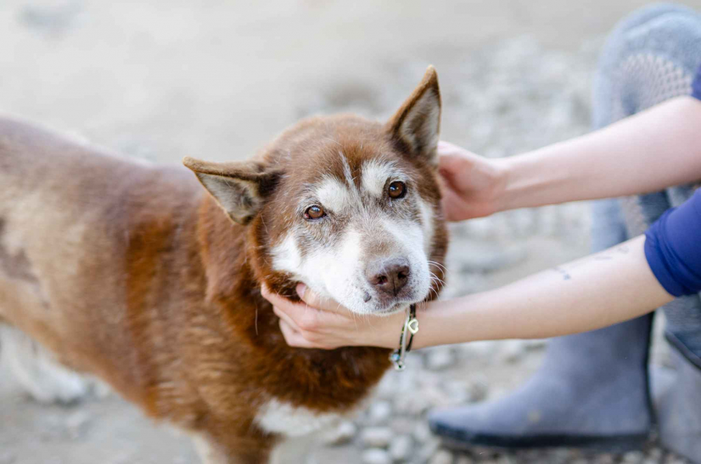 Luntek - niskopodłogowy czekoladek szuka domu! Olsztyn - zdjęcie 1