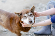 Luntek - niskopodłogowy czekoladek szuka domu!