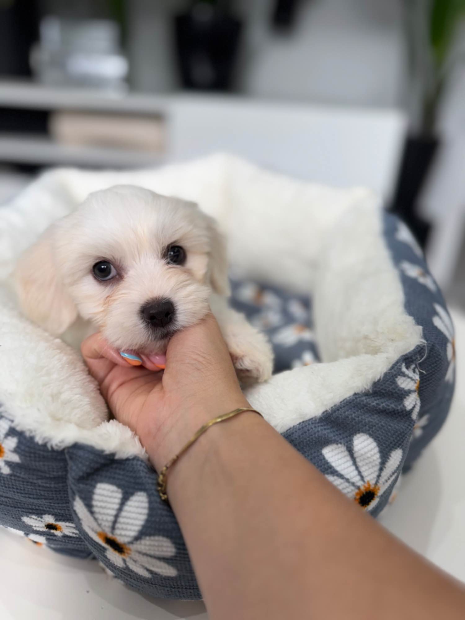 Suczka Maltańczyk Rydułtowy - zdjęcie 3