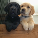 urocze szczenięta rasy labrador retriever