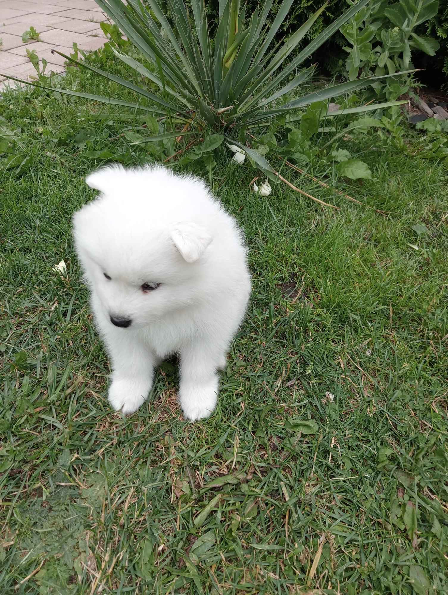 Samoyed Bilcza - zdjęcie 2