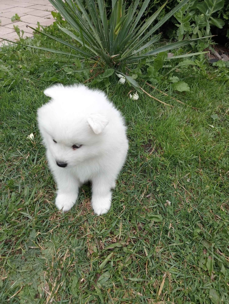 Samoyed Bilcza - zdjęcie 2