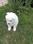Samoyed Bilcza - zdjęcie 2