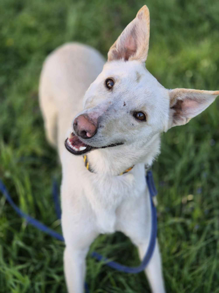 Aguś - psi anioł do pokochania od zaraz! Olsztyn - zdjęcie 1