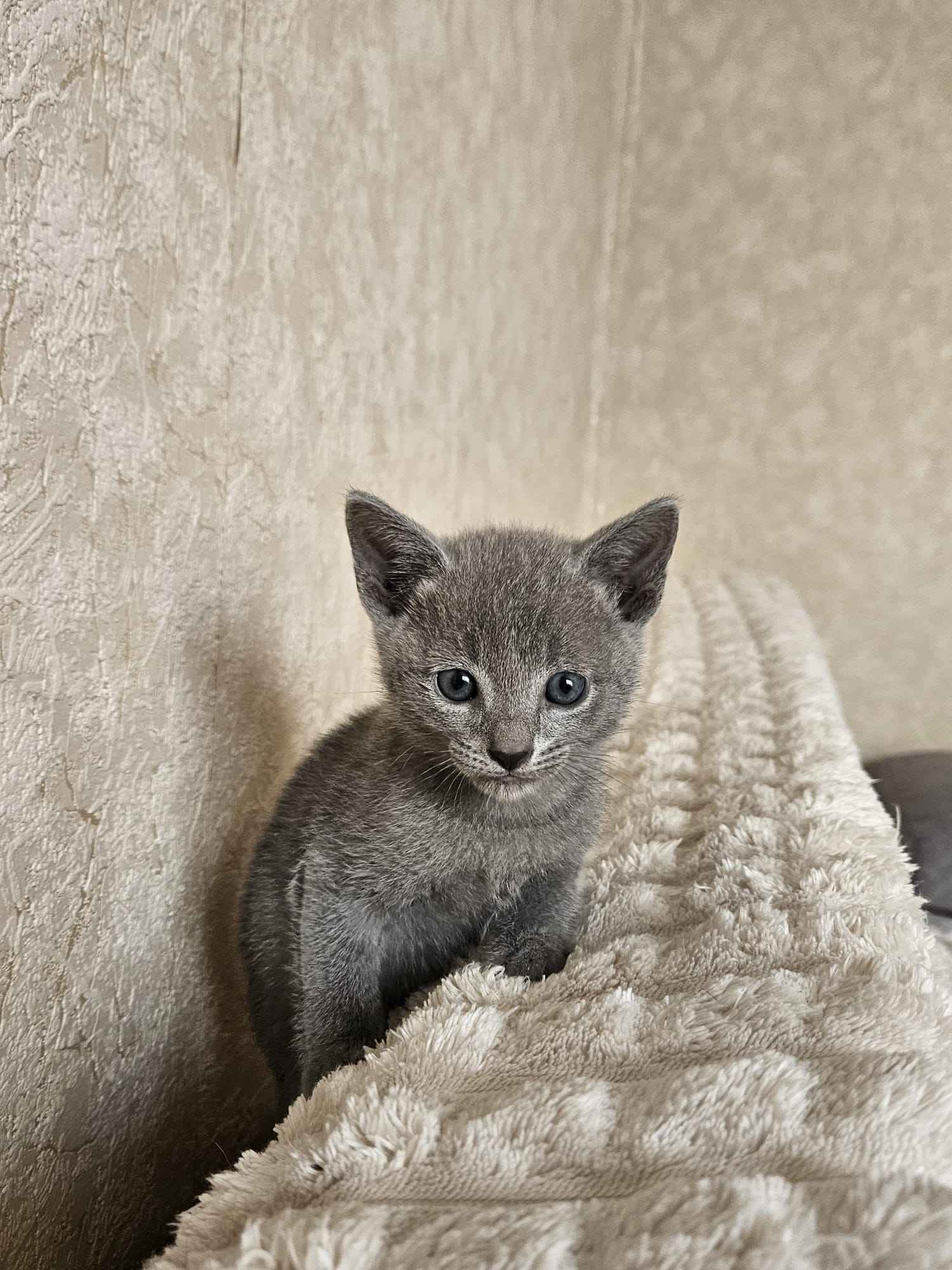 Kocurki rosyjskie niebieskie Mińsk Mazowiecki - zdjęcie 6