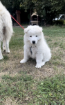 Samoyed / Samojed szczeniak Jasionka - zdjęcie 4