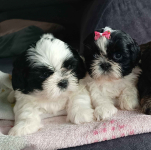 Shih tzu szczeniaki Milicz - zdjęcie 2