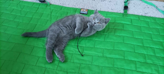 Kotek Brytyjski krótkowłosy niebieski (Lukier)