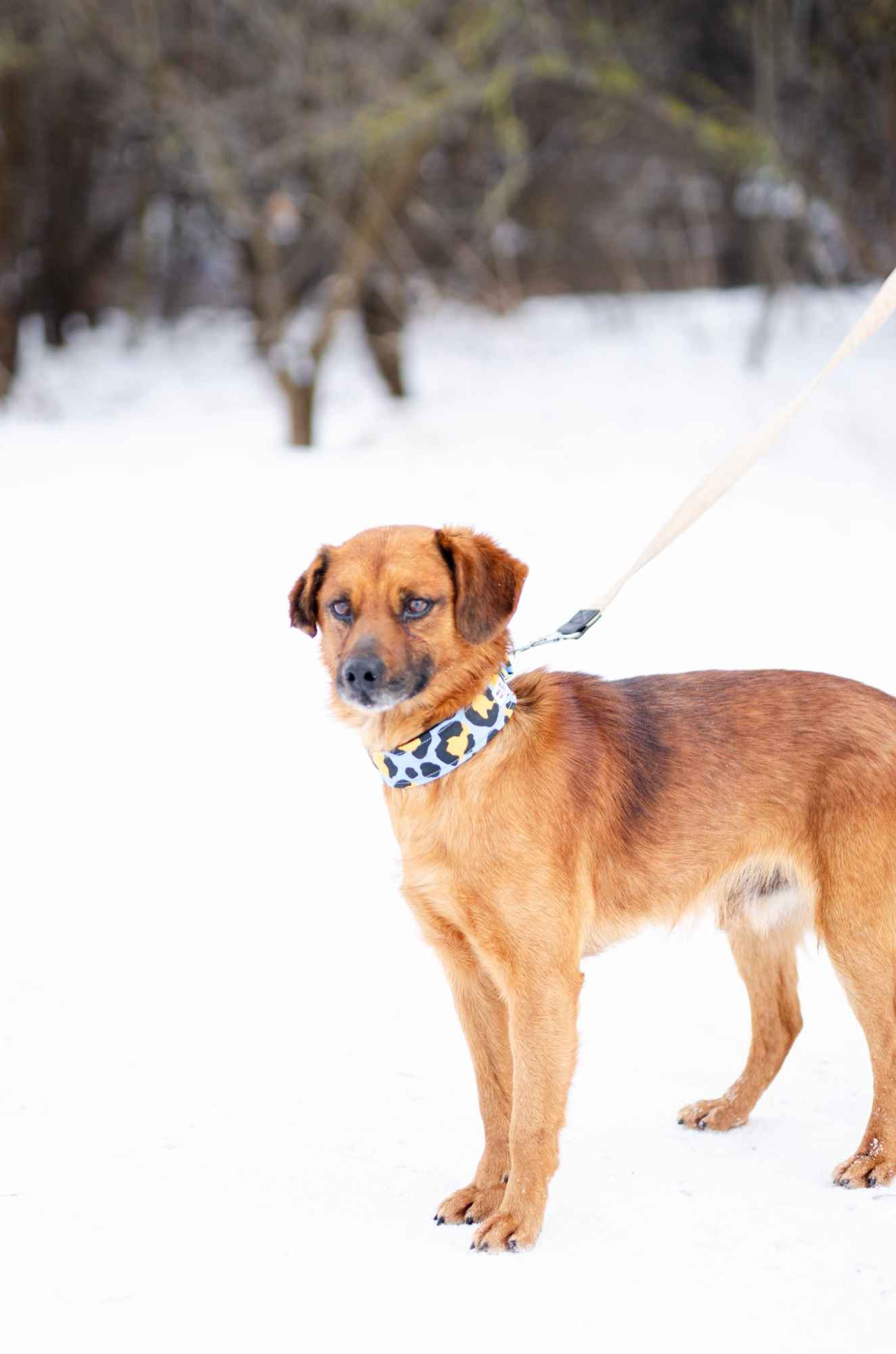 Korek - prawdziwy pies na medal! Olsztyn - zdjęcie 3
