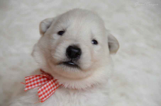 Biały Owczarek Szwajcarski Skała - zdjęcie 4