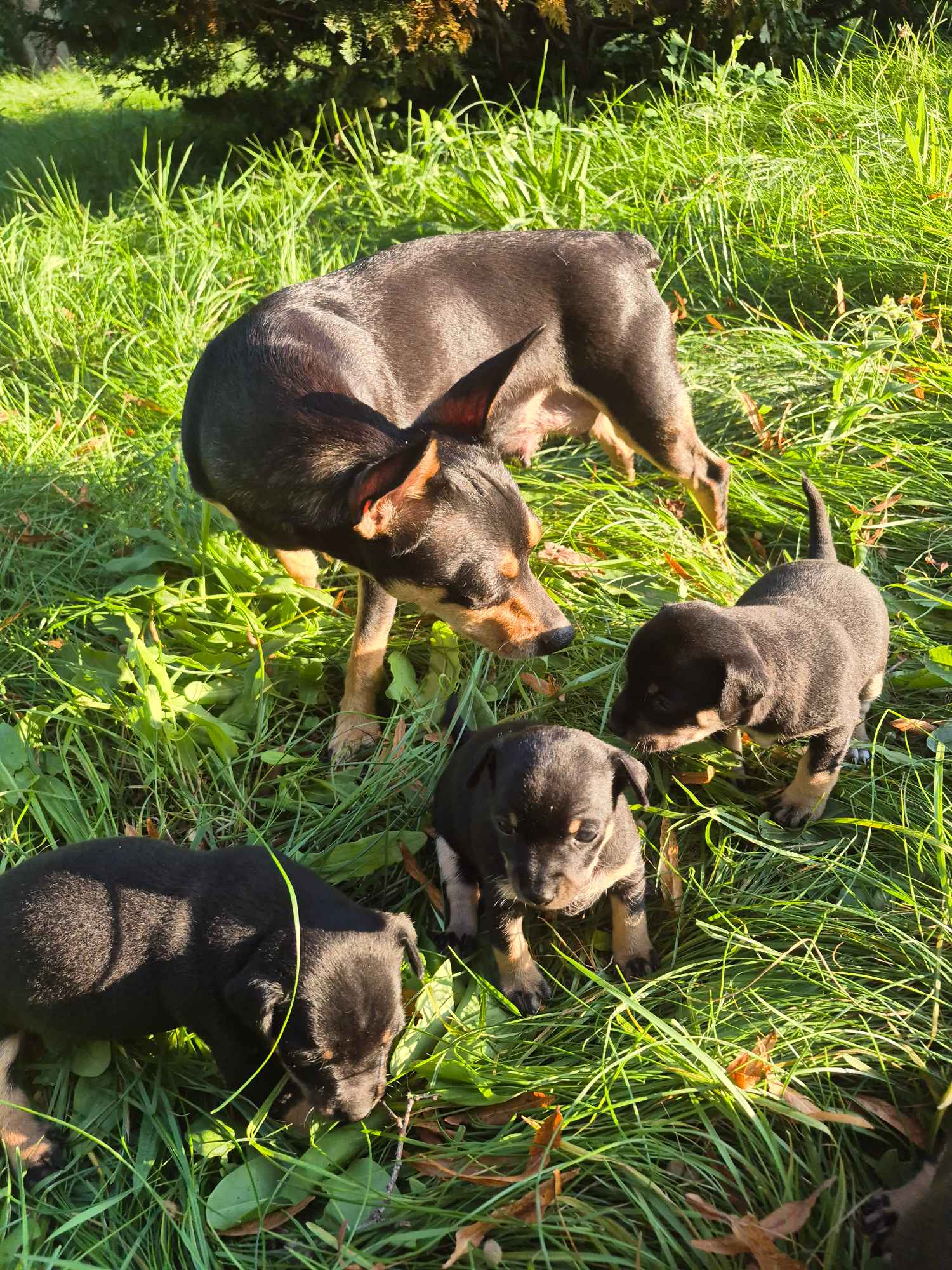 Pinczer miniaturowy Czachówki - zdjęcie 4