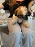 Shih tzu Sychowo - zdjęcie 3
