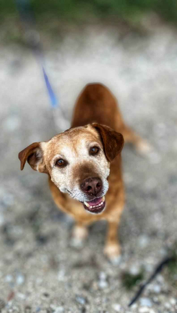 Staś - cudowny psi dziadek, przyjazny i wesoły Olsztyn - zdjęcie 3