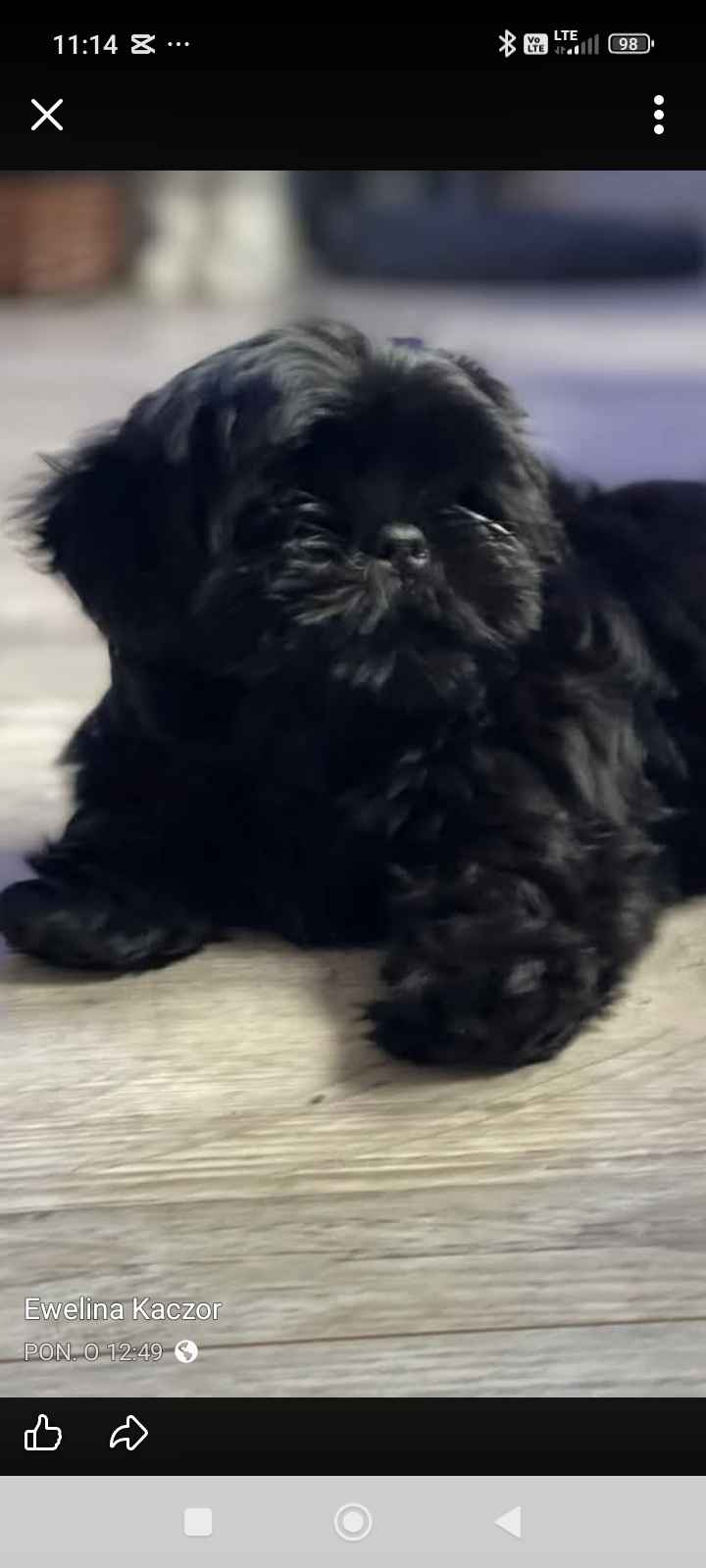 Suczka Shih tzu kupię. Sulęcin - zdjęcie 1