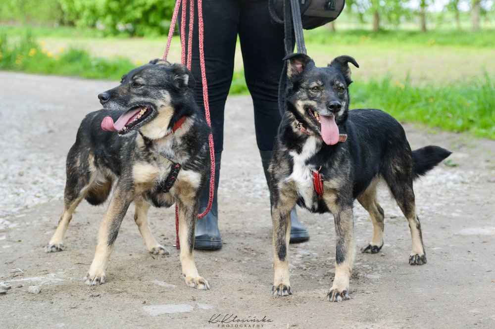 Megi i Pegi, cudowne siostry BŁAGAJĄ o dom! Olsztyn - zdjęcie 2
