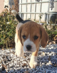 Beagle na sprzedaż Bielsk Podlaski - zdjęcie 9