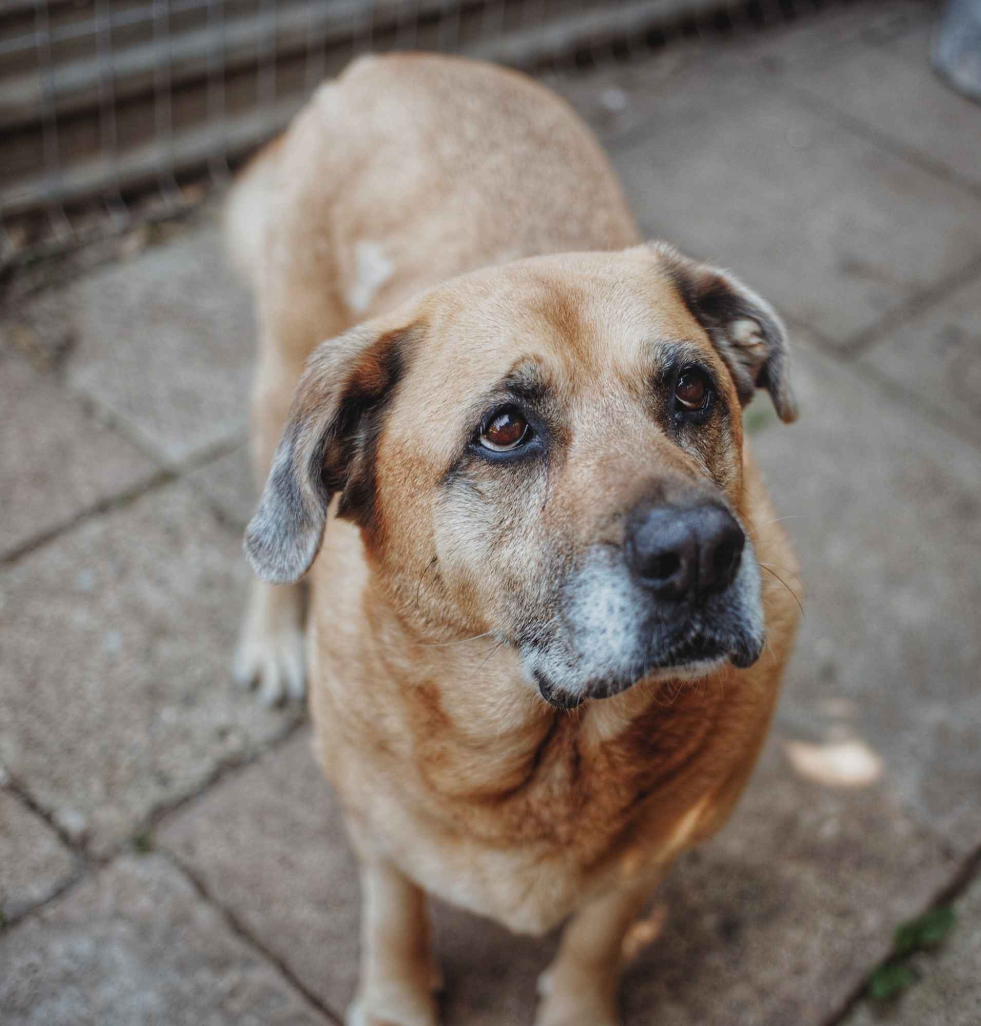 Suzi - domowa, wychowana suczka szuka domu! Olsztyn - zdjęcie 3
