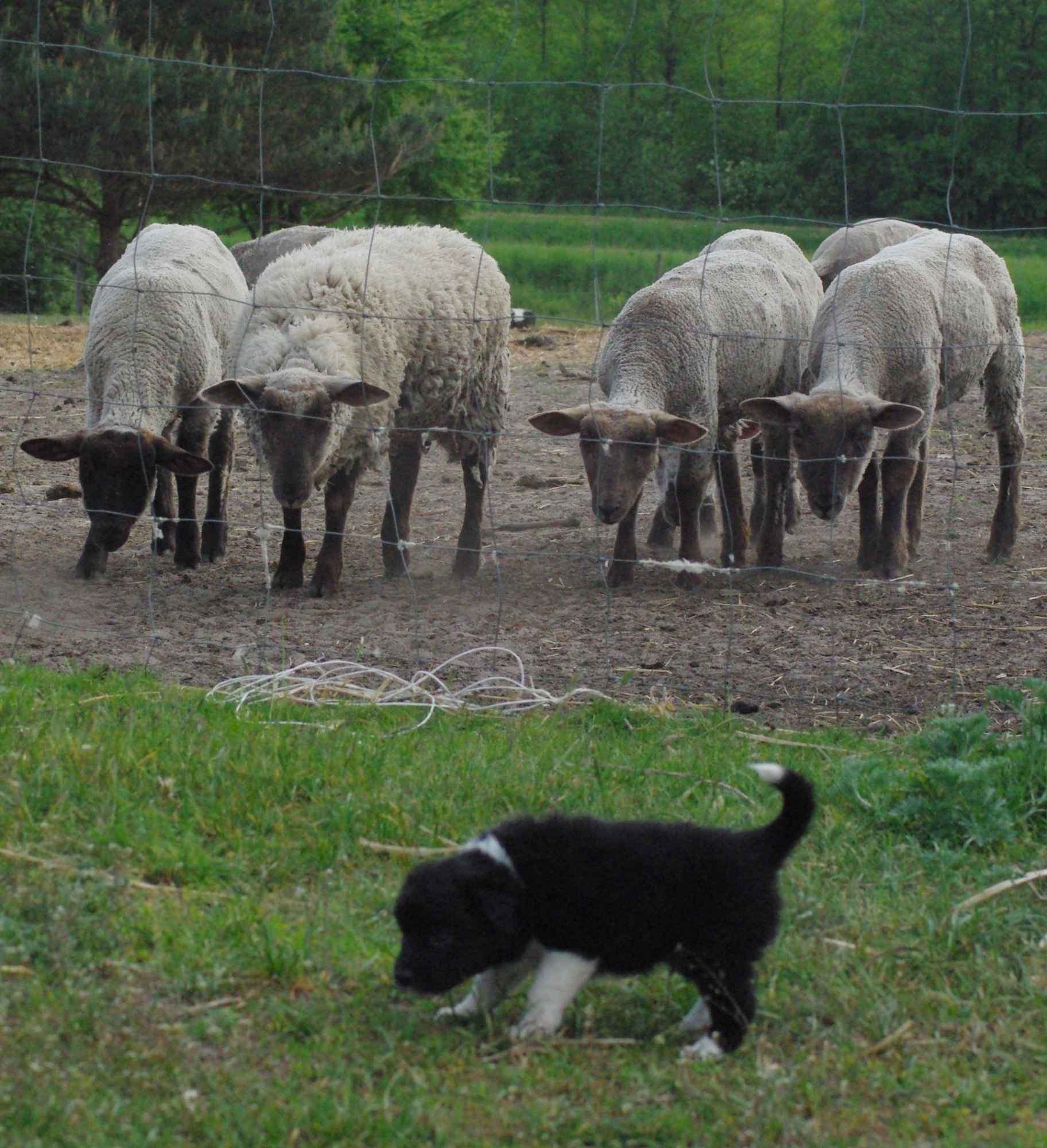 Border collie blue merle blue eyes Lublin - zdjęcie 3