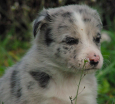 Border collie blue merle blue eyes Lublin - zdjęcie 8