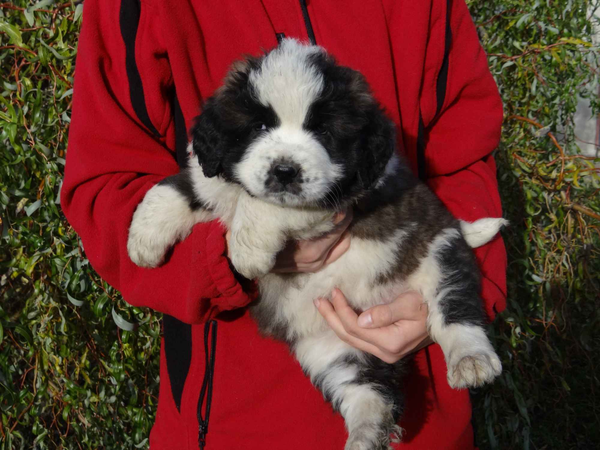 Moskiewski pies stróżujący Bernardyn Kaukaz Kangal Owczarek Koluszki - zdjęcie 2