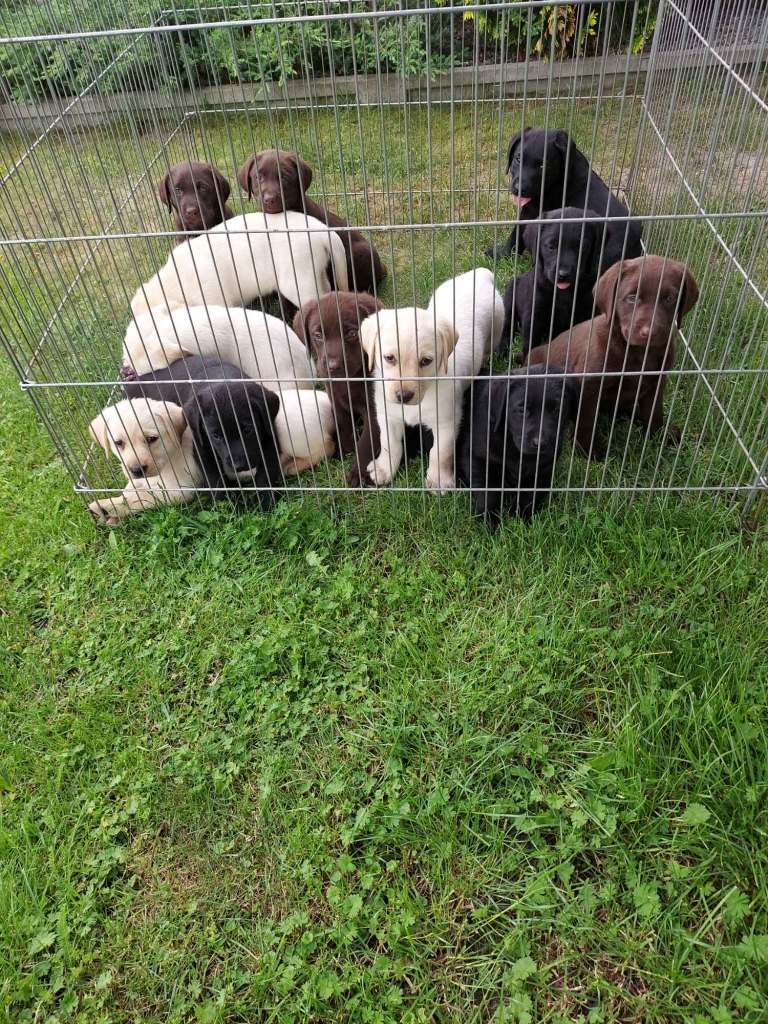 Labrador retriever Tarnów - zdjęcie 1